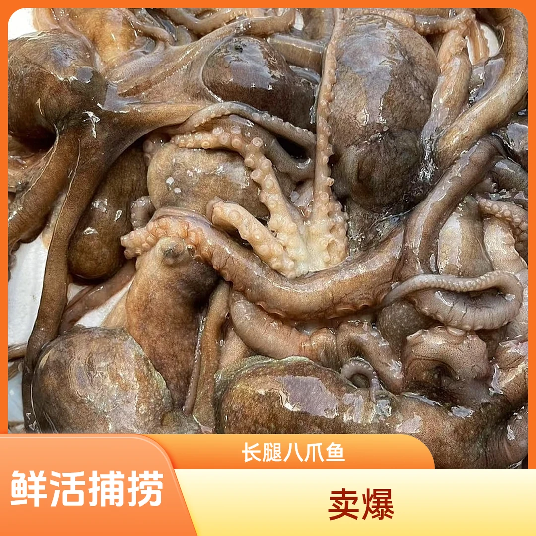 【长腿八爪鱼】大连渤海湾野生八爪自家渔船当天捕捞