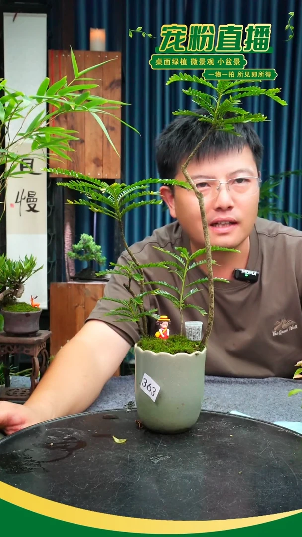 无花朵你***6苔藓微景观363号