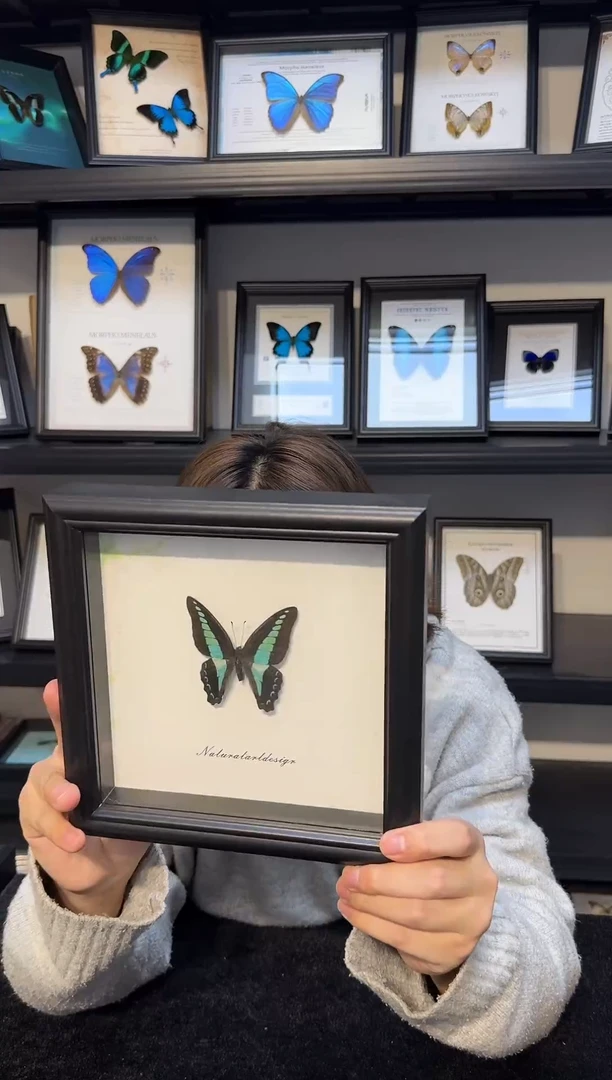 玻璃真实蝴蝶标本