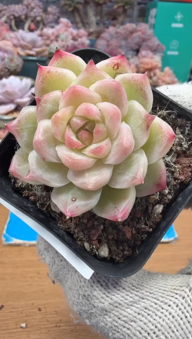 东云多肉园三店-152