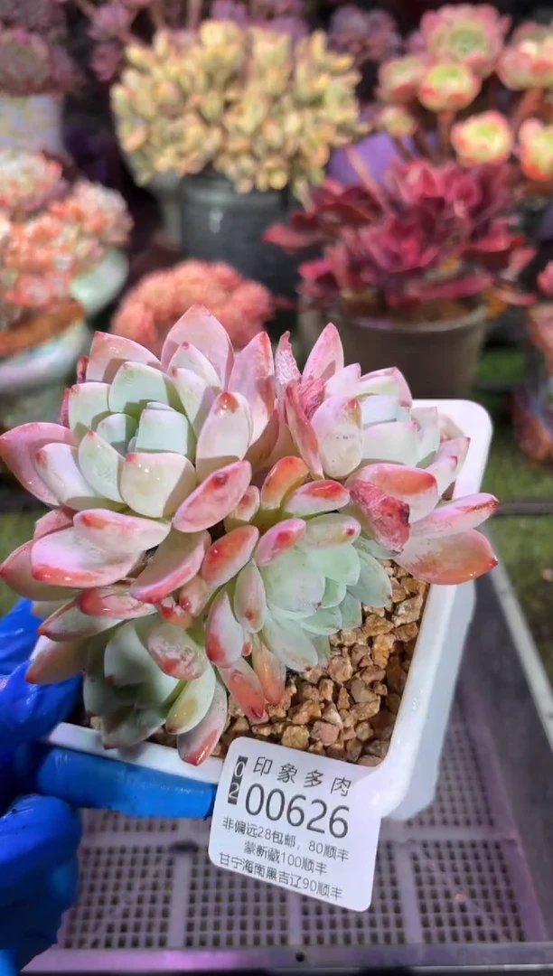 【闪购商品】00626