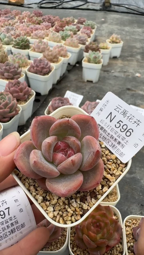 596N带盆土发(6.5cm杯） 当场拍3颗以上包柚 多肉植物 一物一拍