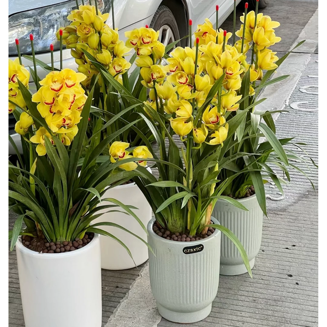 【黄金岁月】一物一拍--年宵花室内花卉