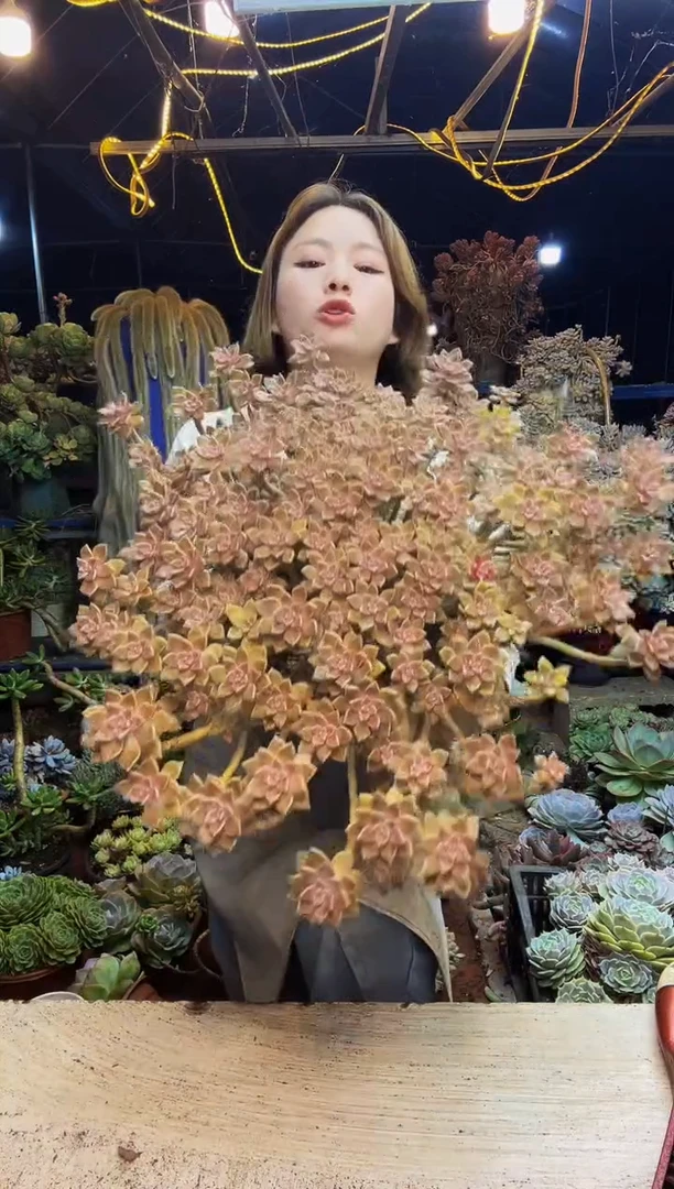 糖*特大阿伦陪一物一拍脱土包邮