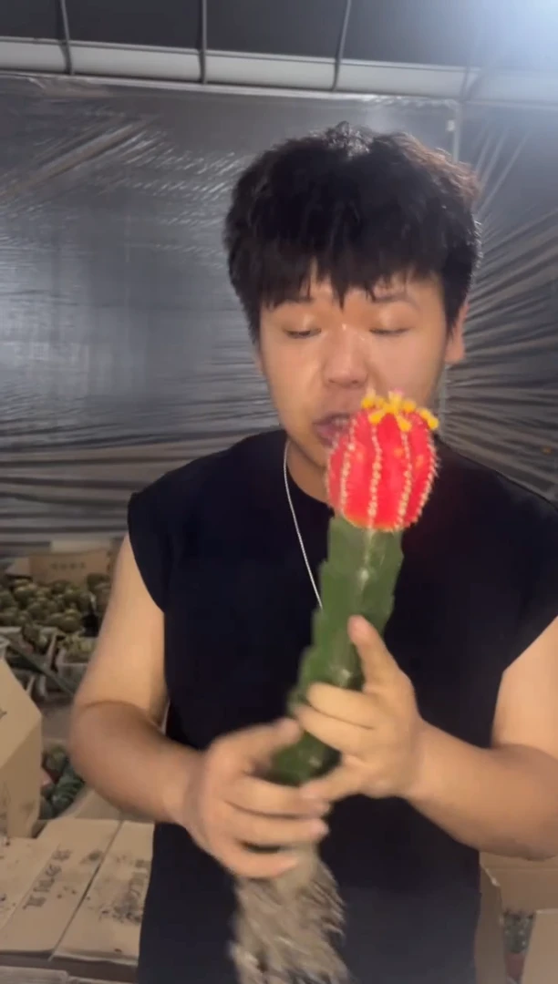 3颗 橙红彩带【嫁接】掉崽不包