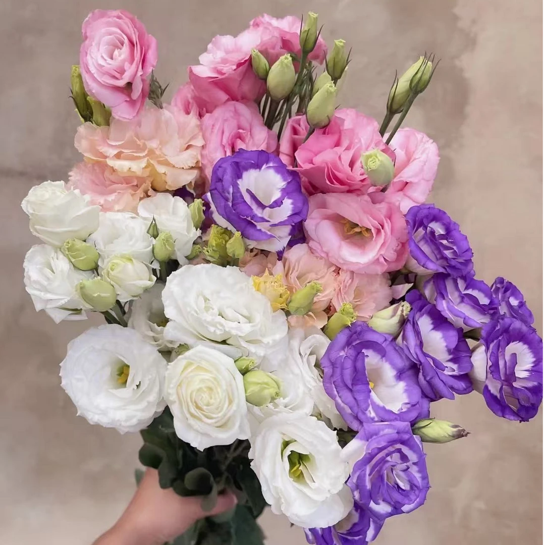 【混色洋桔梗】任意鲜花两单升级顺丰三单送配草基地直发