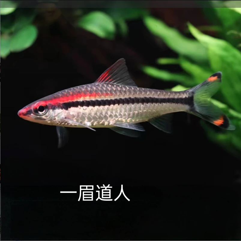一眉道人 观赏鱼小型热带南美精品灯科鱼淡水鱼 好养易活