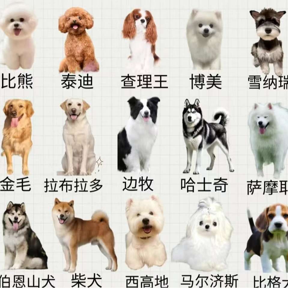 直播间纯种活体狗售卖