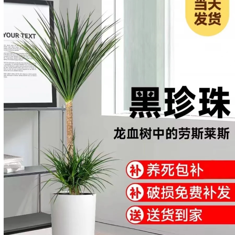 老桩黑珍珠耐活好养室内绿植吸甲醇网红客厅盆栽花卉
