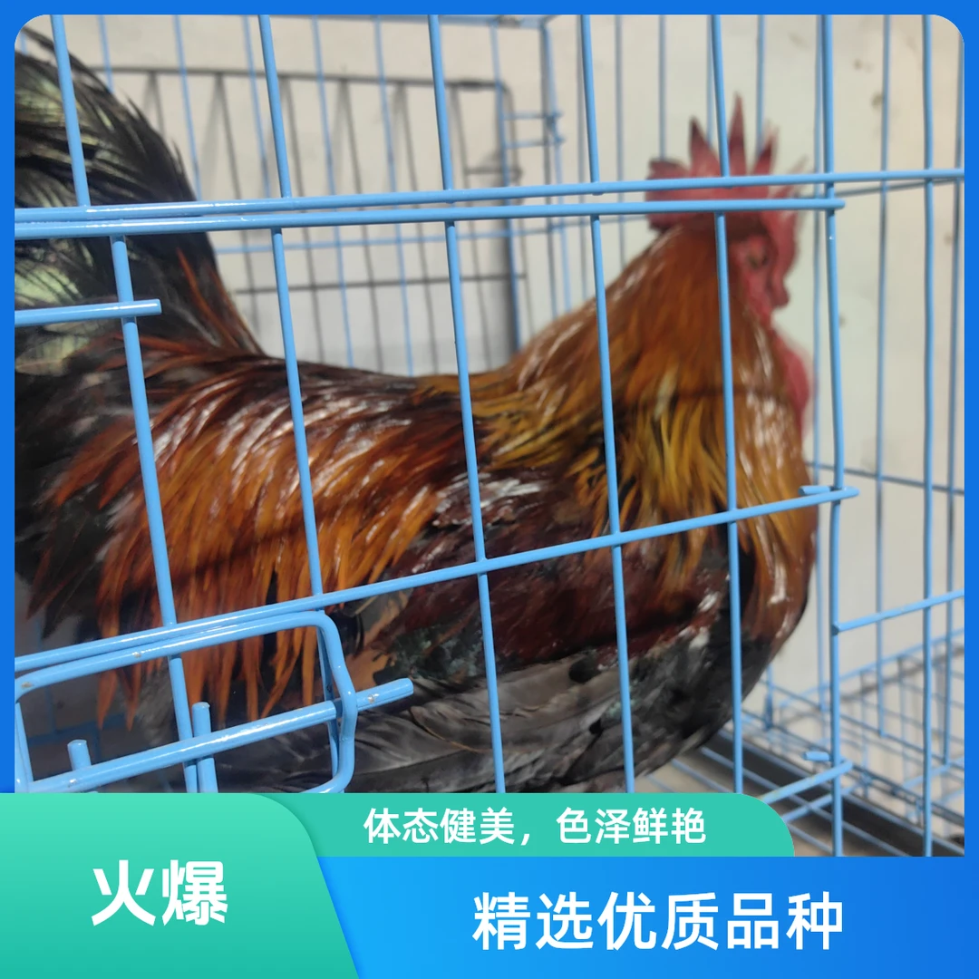 酱香土鸡一年六个月顺丰冷链生鲜包邮烧烤食材