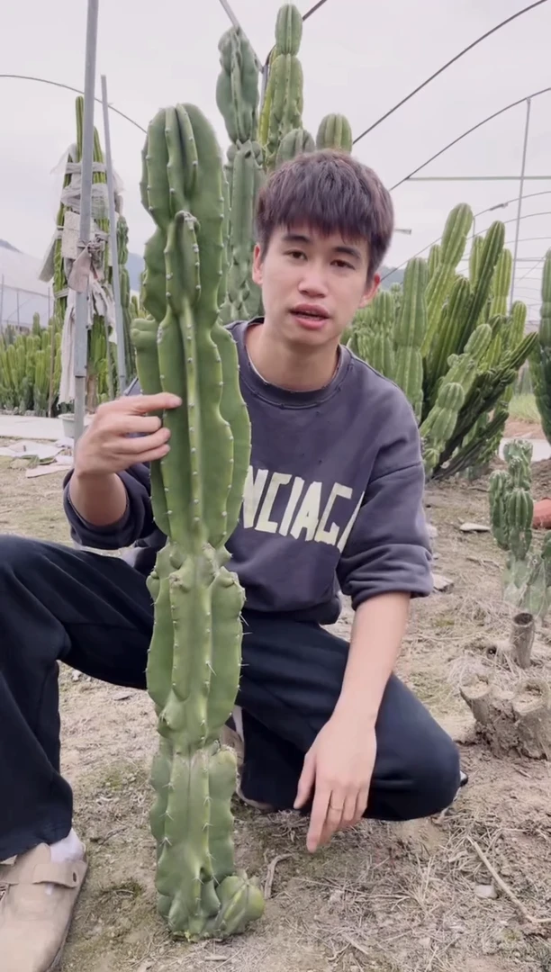 【闪购商品】80cm 天伦柱【无根】