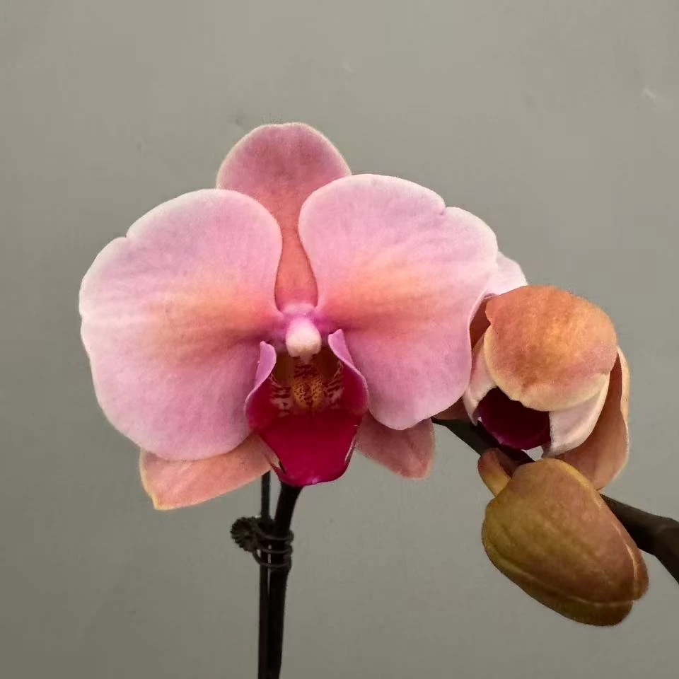 蝴蝶兰【金粉世家】室内花花基地直发-A