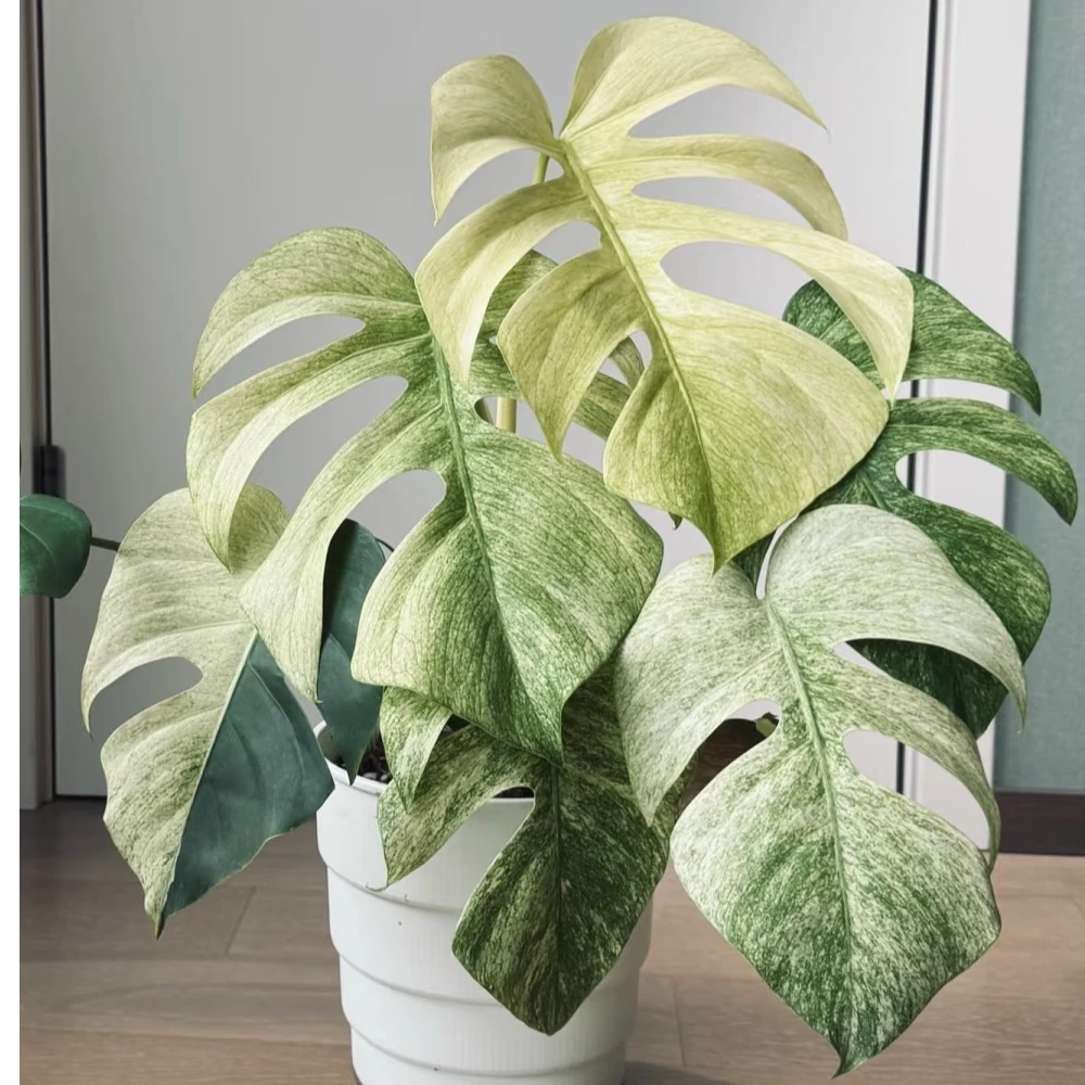 【热植馆】薄荷龟背竹好养ins风带植物绿植花卉植物室内植物