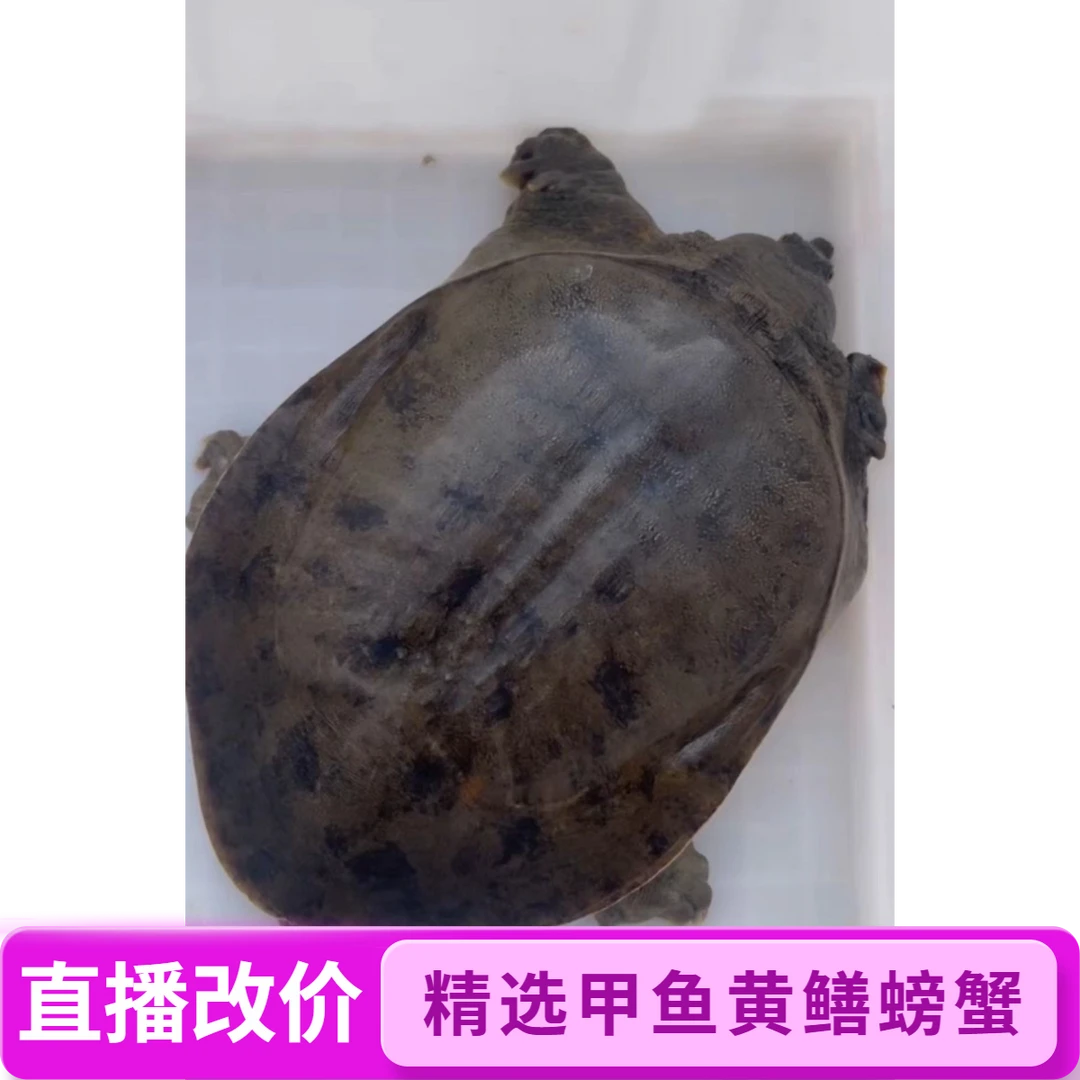 直播间精品甲鱼黄鳝螃蟹现场改价