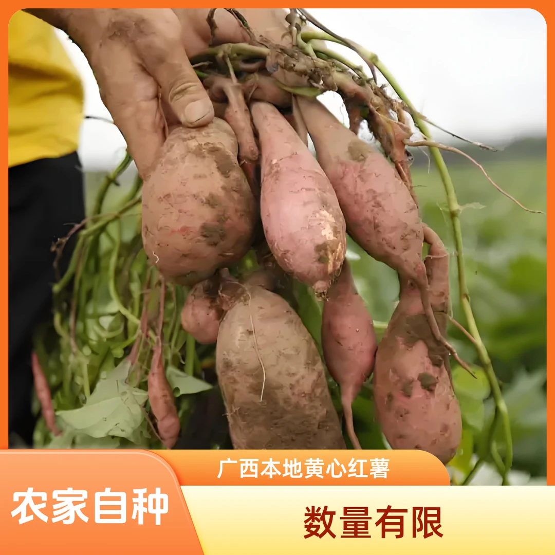 广西本地番薯黄心红薯农村自家种的粉甜3-5-9斤农家地瓜数量有限