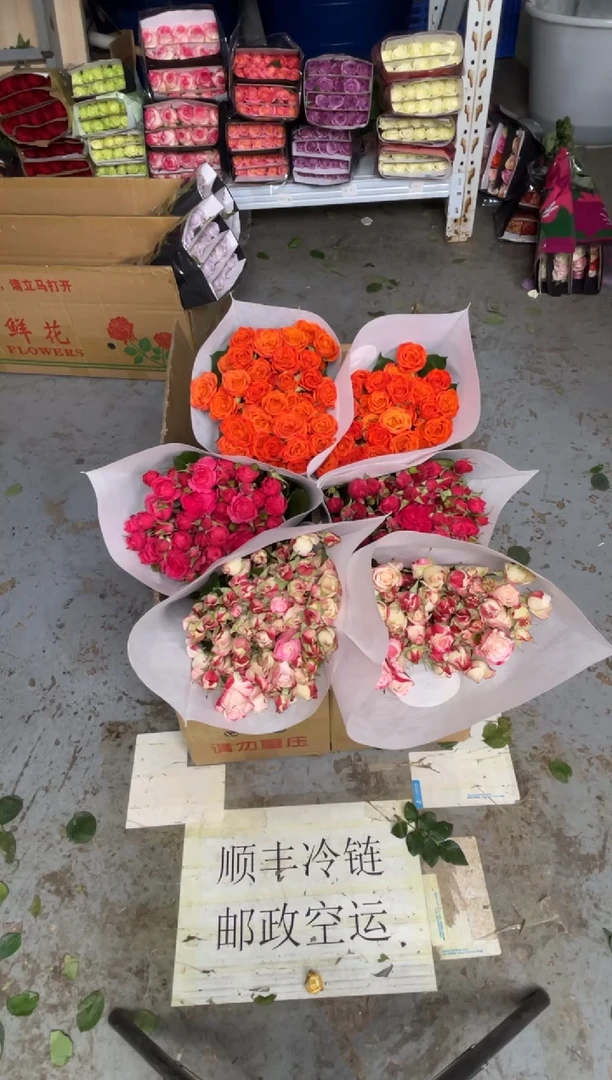 折射10枝+橙色芭比10枝+苏菲10枝+巧克力10枝