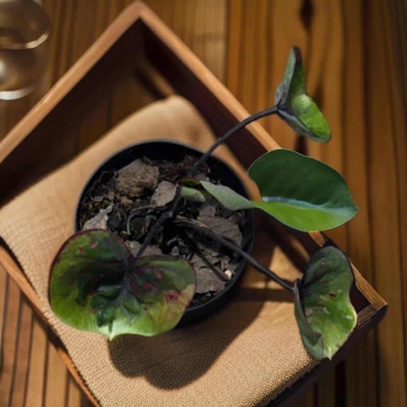 恶魔之眼泰国彩叶芋国内现货