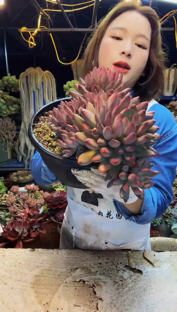 车厘子大群1号一物一拍
