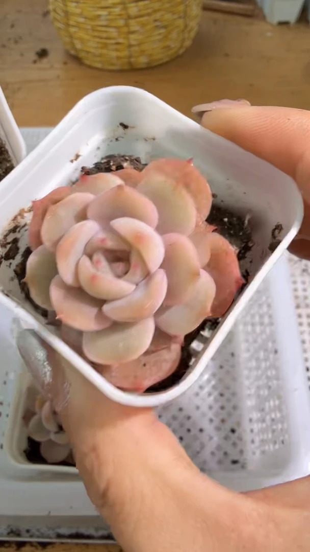 宫花 五方一盆 单双混 量拍混发