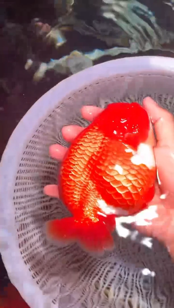 金鱼（运费到付，马印灯下展示）福州追鱼兰寿金鱼