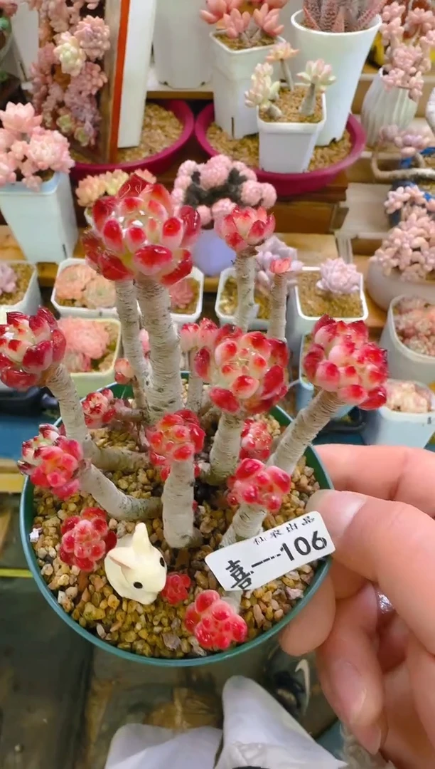 【闪购商品】喜—106—仙农(蓝苹果）