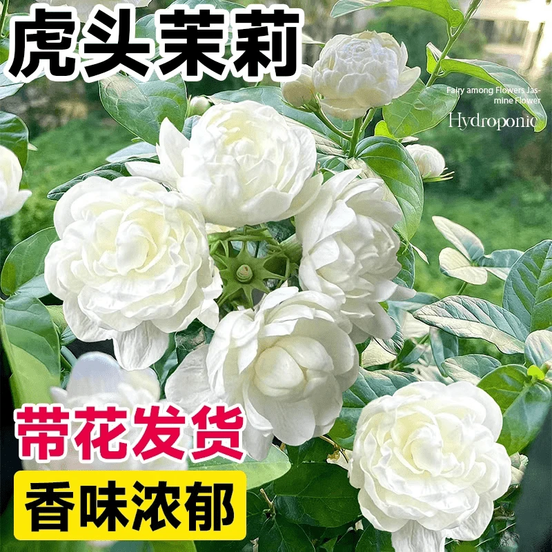 重瓣虎头茉莉花苗盆栽带花苞客厅四季开花老桩浓香花卉鲜花绿植物
