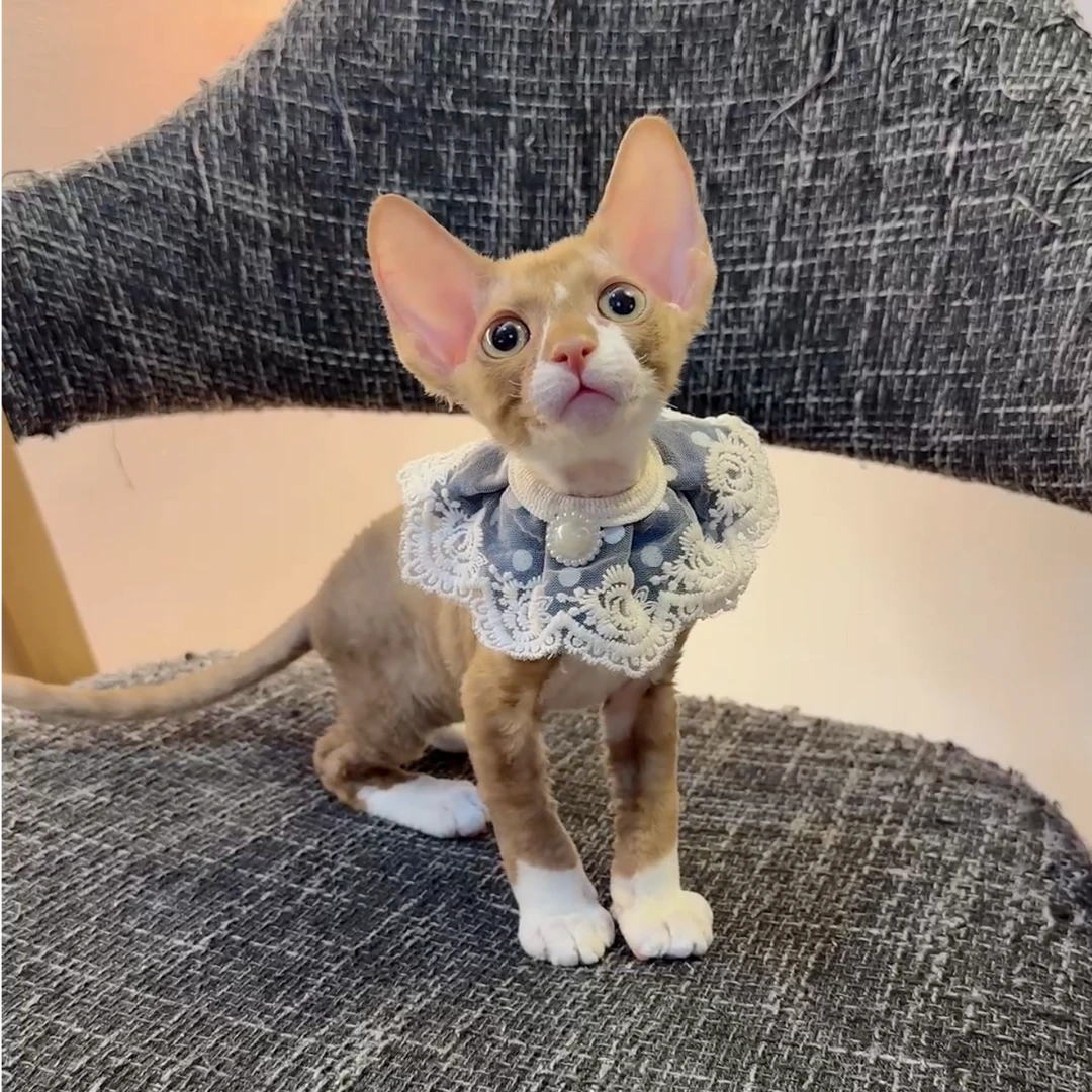 咖白鼻贴弟弟德文卷毛猫活体保健康