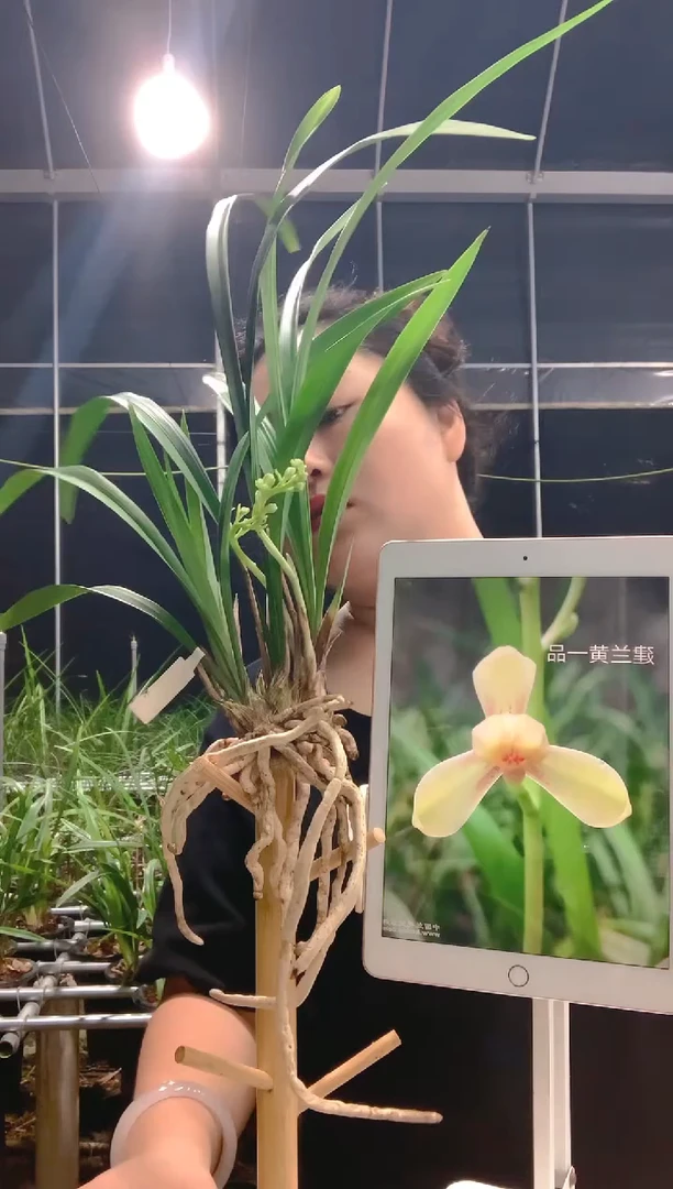 当前无花朵，栽培后可花朵萍**逢黄一品