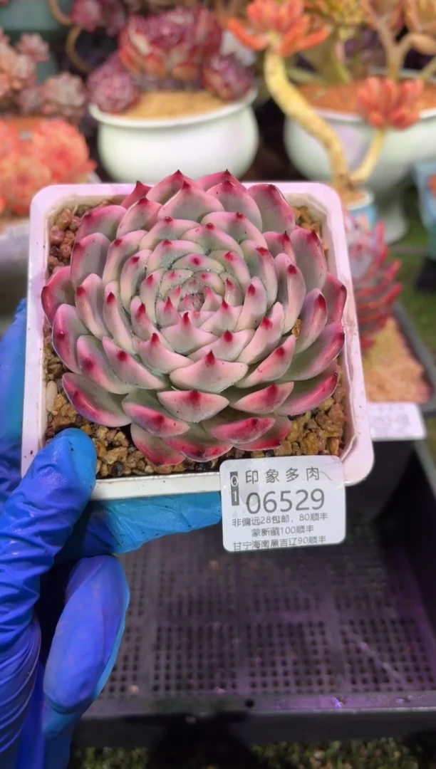 【闪购商品】06529