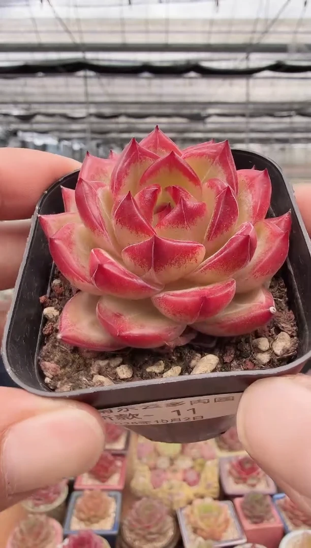 东云多肉园新款-11