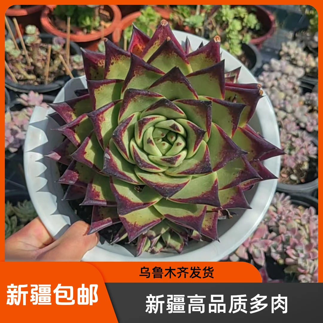 【新疆高品质多肉】超大美宽/单头/满状态/32cm塑料盆【一单包邮】