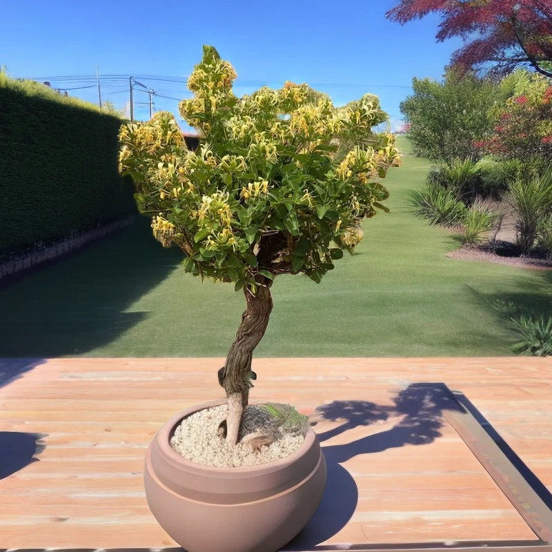 金银花树桩盆景，老桩金银花树苗