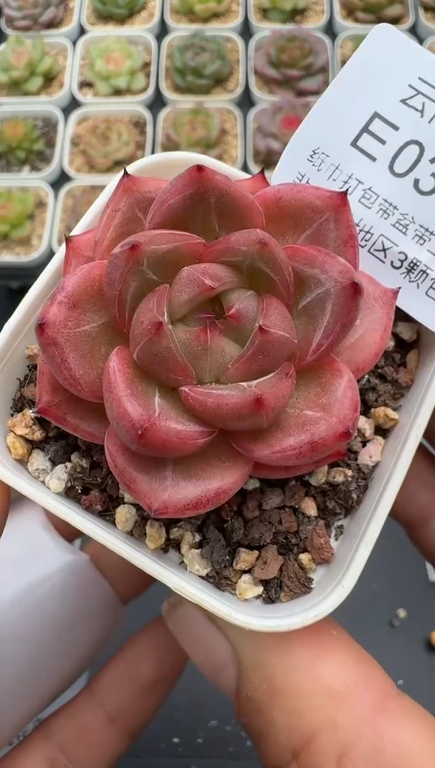 383E云禹多肉植物 带盆土纸巾打包 3颗包邮