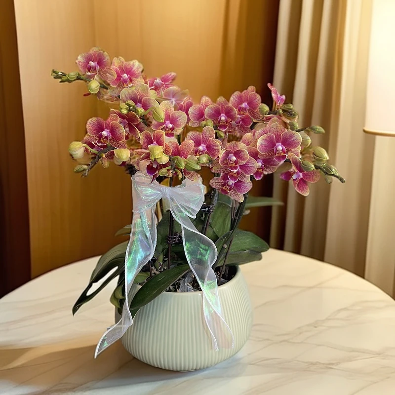 蝴蝶兰【金蝶】盆栽花卉观花植物室内好养易活四季开花