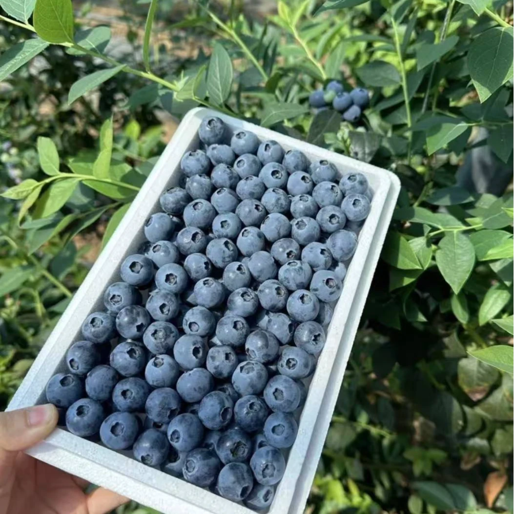 【福利】云南L25花香蓝莓一盒 15-18mm果径（净重350g左右/盒）云南蓝莓山东省烟台市