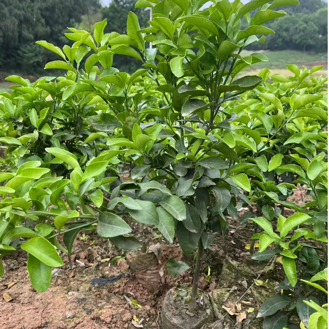 植果缘金秋砂糖橘，营养杯嫁接苗，不包活，一物一拍，介意的勿拍
