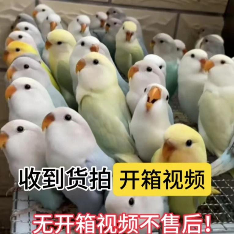 手养鹦鹉活体面类牡丹鹦鹉半毛鹦鹉雏鸟活体 观赏鸟，一物一拍