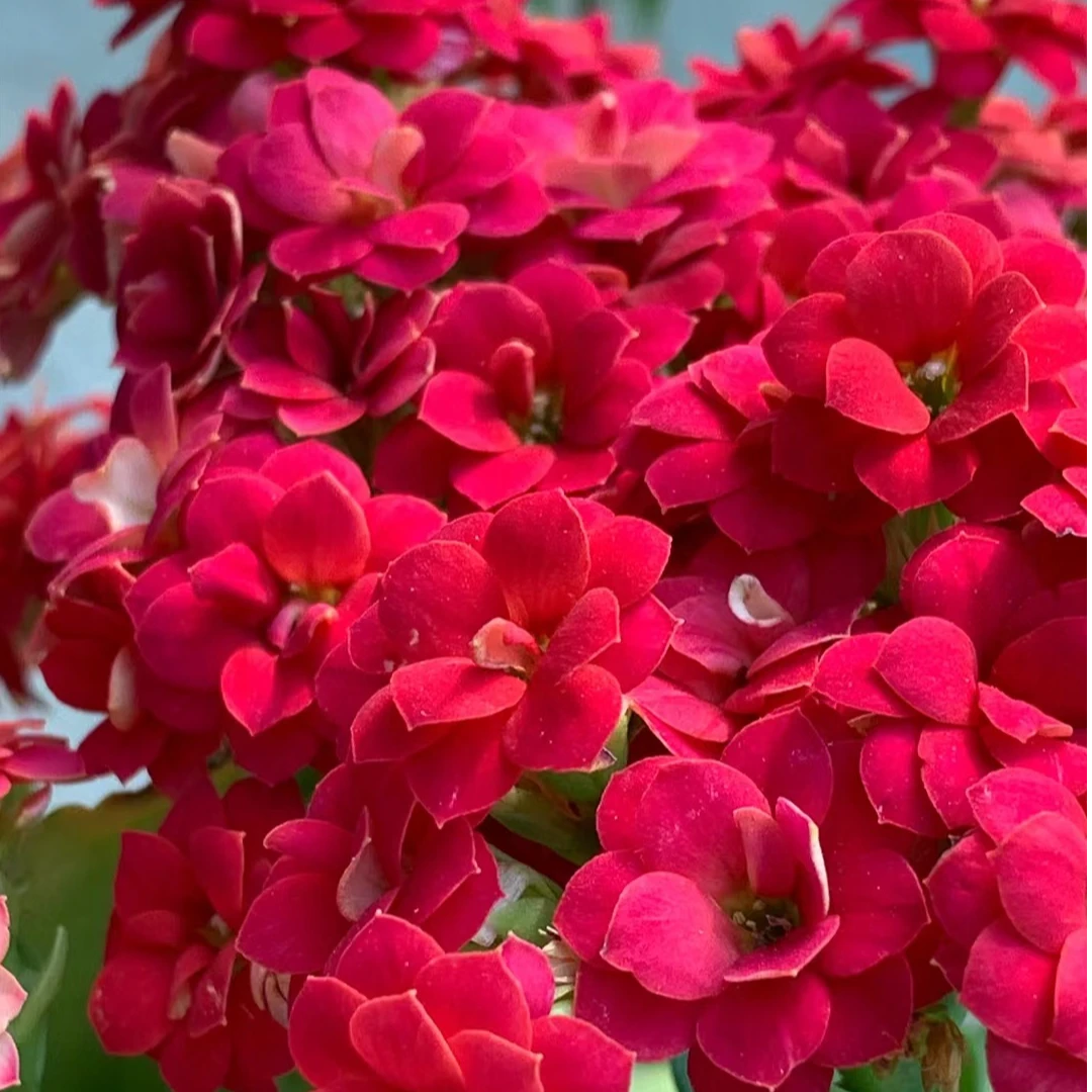 【幸运红】长寿花四季开花阳台盆栽大花重瓣花卉植物