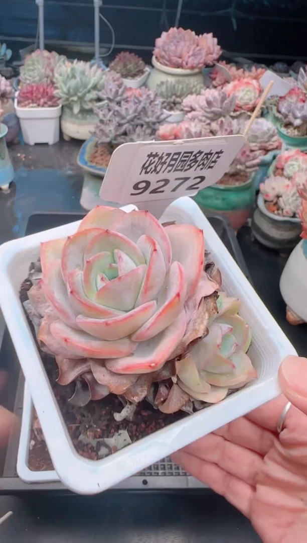 【闪购商品】9272.