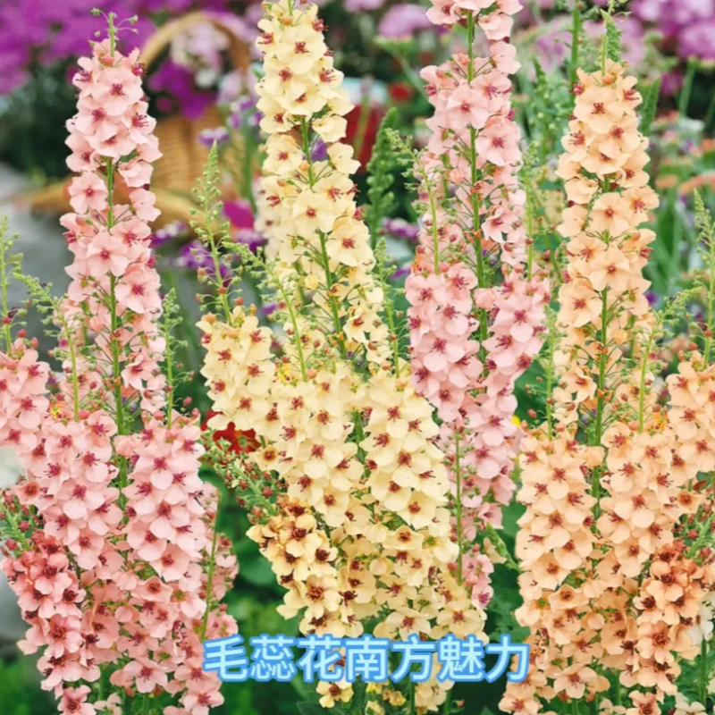 路兮小农民进口毛蕊花品种盆栽系列花卉花园植物宿根花苗切花耐热