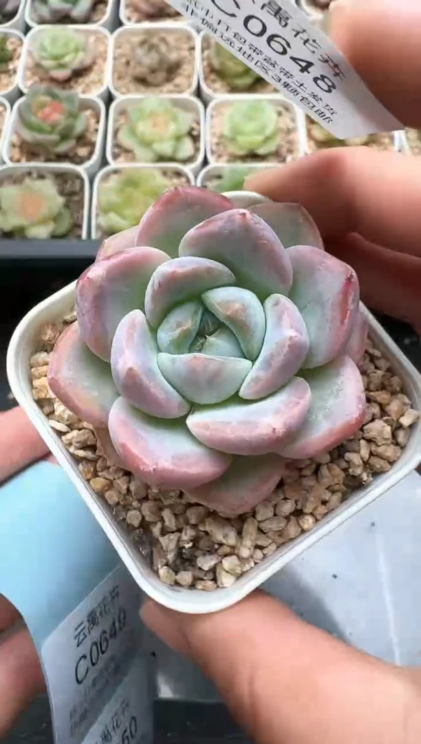 648C云禹多肉植物 带盆土纸巾打包 3颗包邮