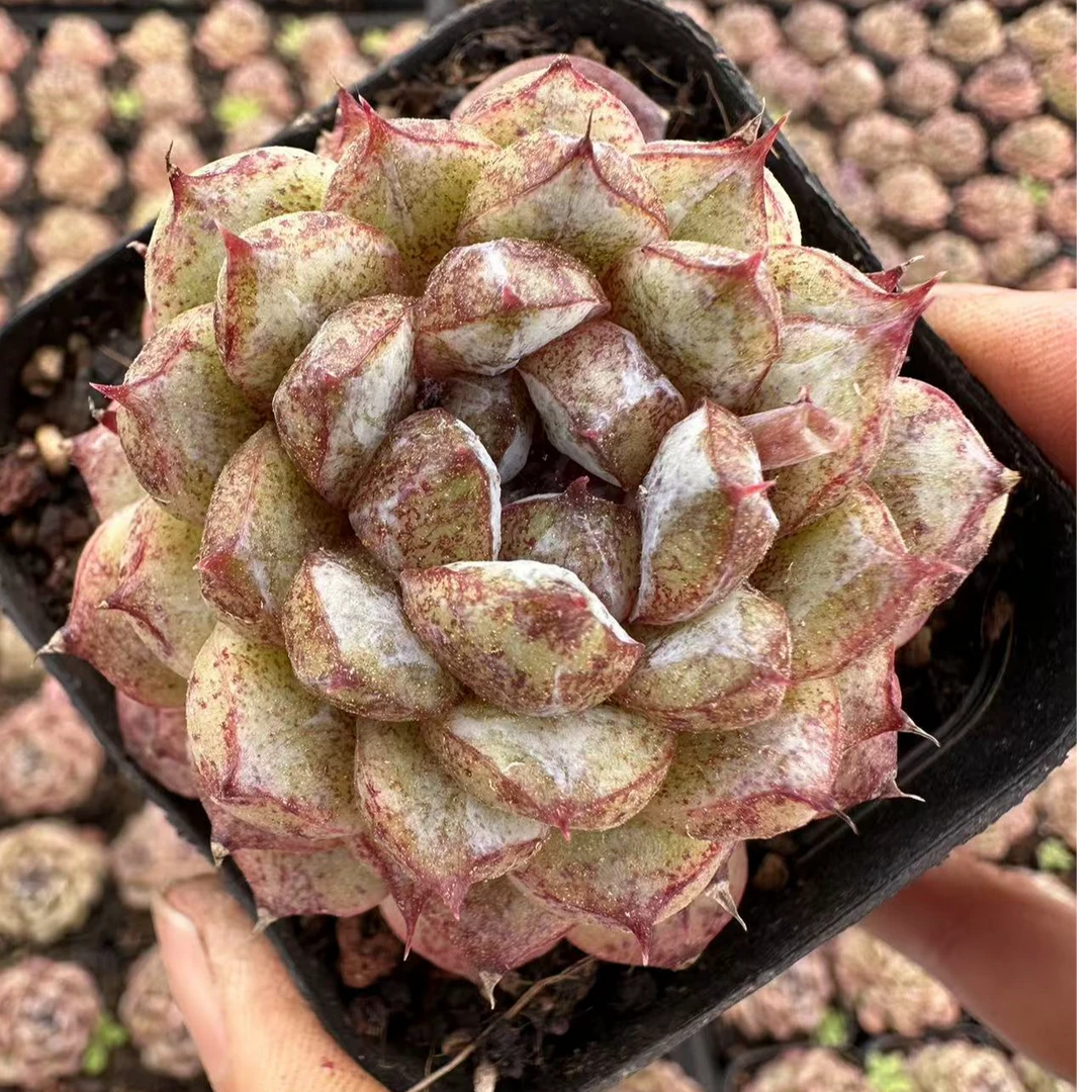 6#蚂蚁风暴多肉植物    前男友精品多肉