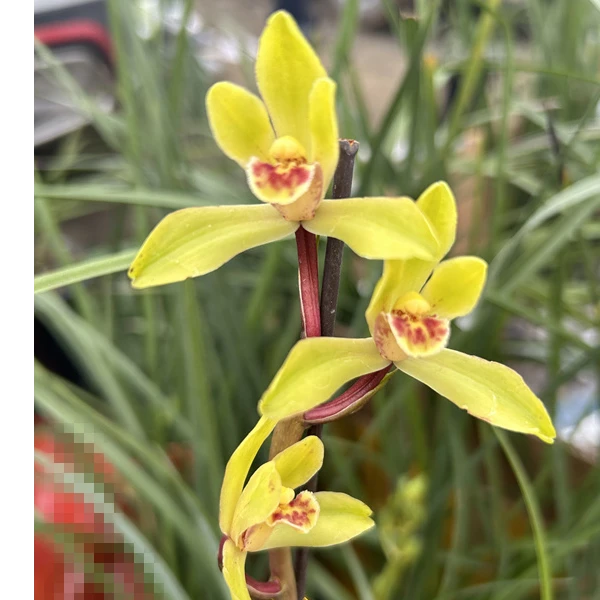 湖北随州 蕙兰 浓香型  兰花苗