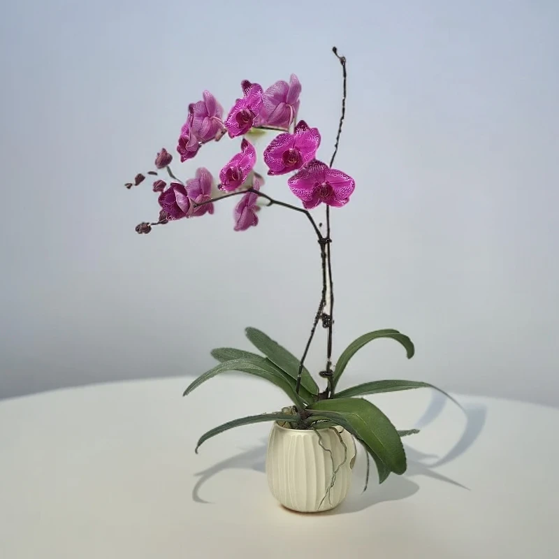 【霓虹】蝴蝶兰 好养耐养花期长 苗情优质 基地直发