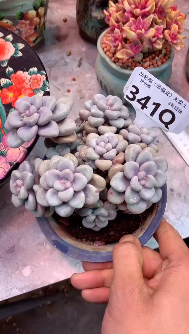 丢*341Q（一物一拍，精品多肉，所见即所得 ）