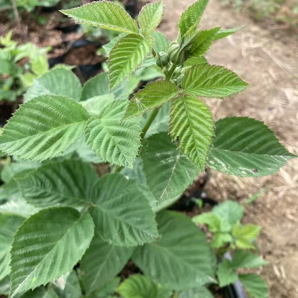 【不带花需要自己养】适合南北方种植黑莓苗当年结果家庭阳台庭院