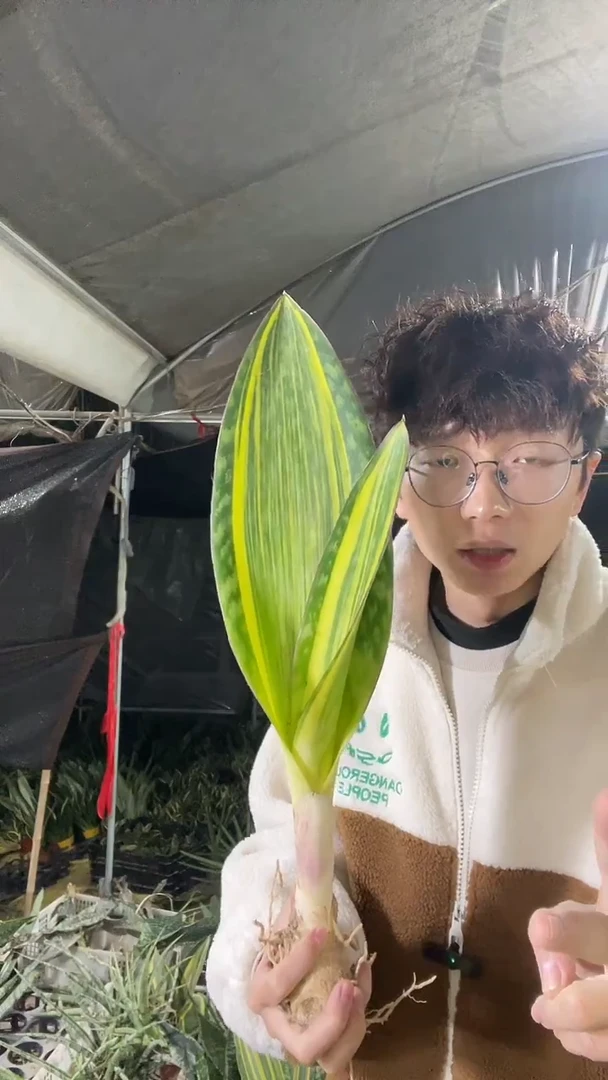 黄金宝镜单叶带心裸根18.8