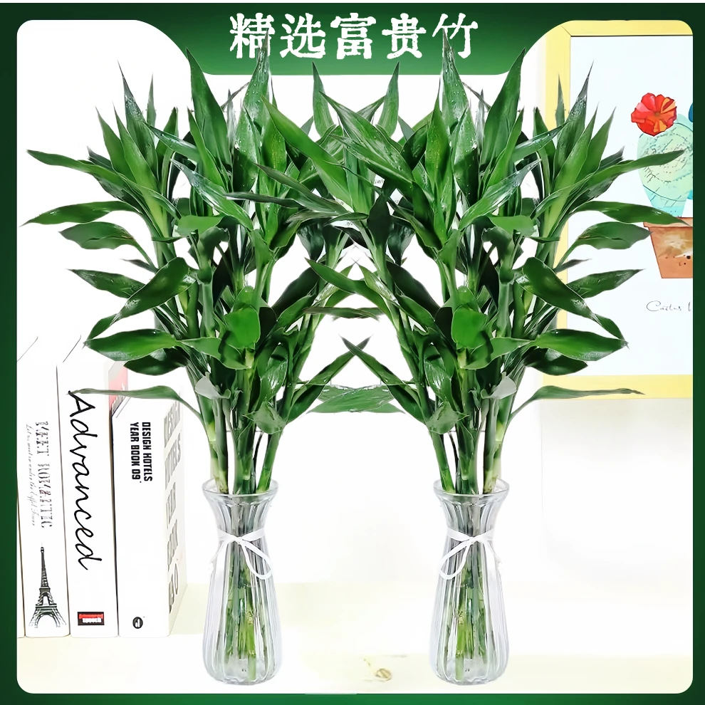 基地精选80-90cm大竹大叶富贵竹水培植物水养绿植