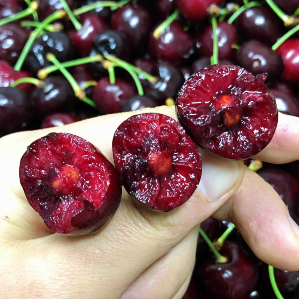 【陈灵岳甄选】“大公鸡”智利海运单JD桑提娜车厘子5斤装 内附果径卡