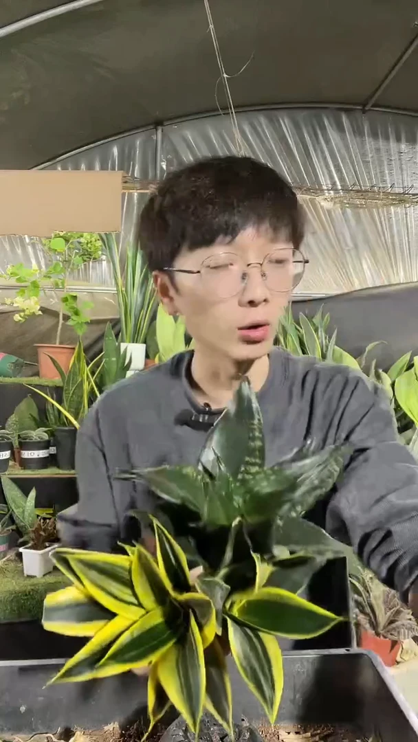 2黑金丝+1矮脚星空